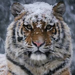 Meet your Posher, Duane